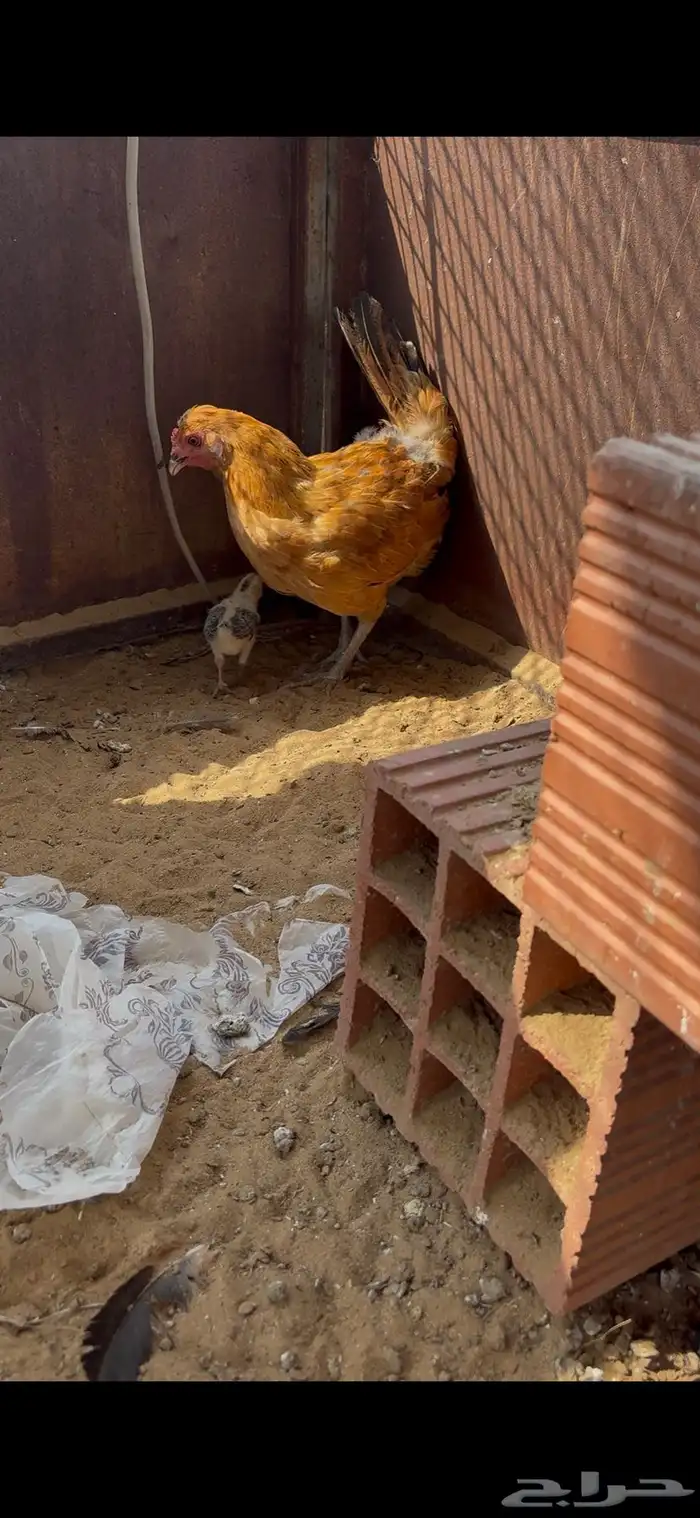 الجرد 0