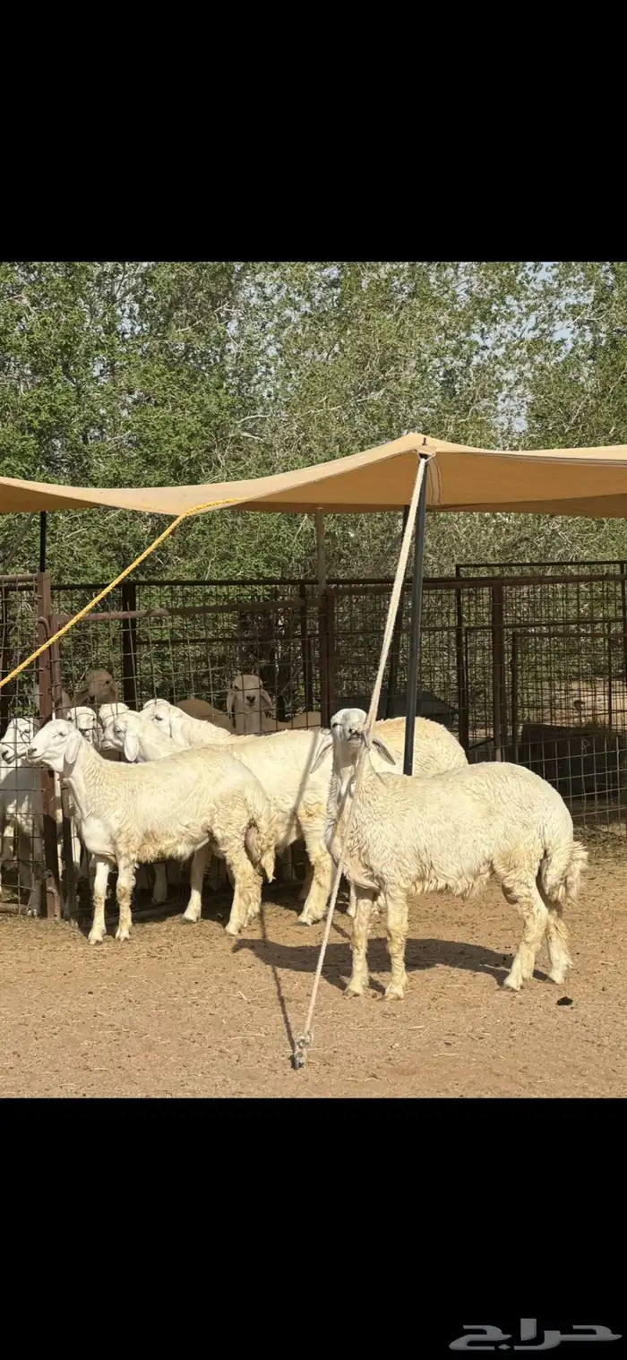 متوفر ذبايح طيبه جدا من المراح 6