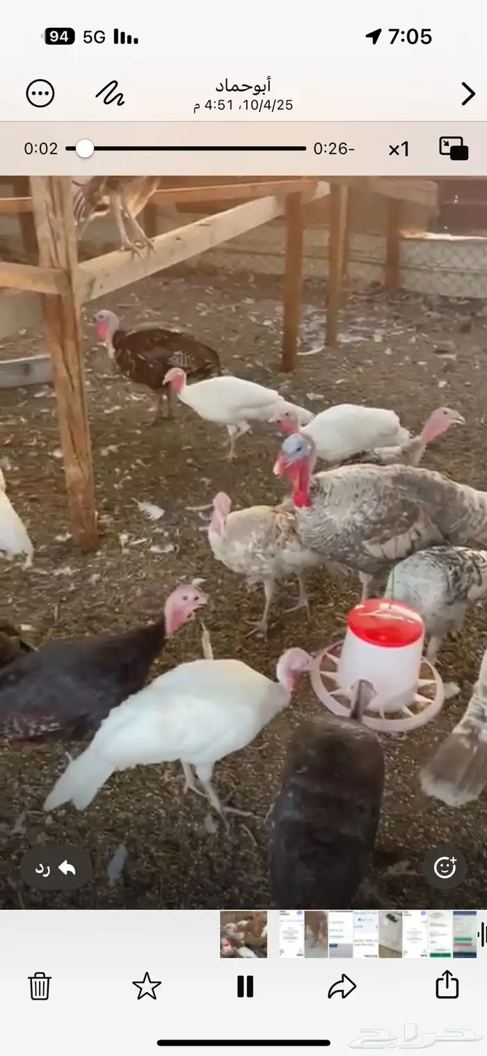 للبيع دجاج رومي وديكه 2