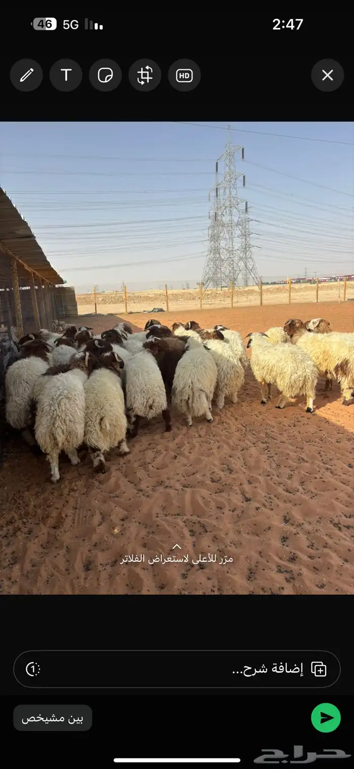 ذبايح نعيمي ذبائح حري سواكني 8