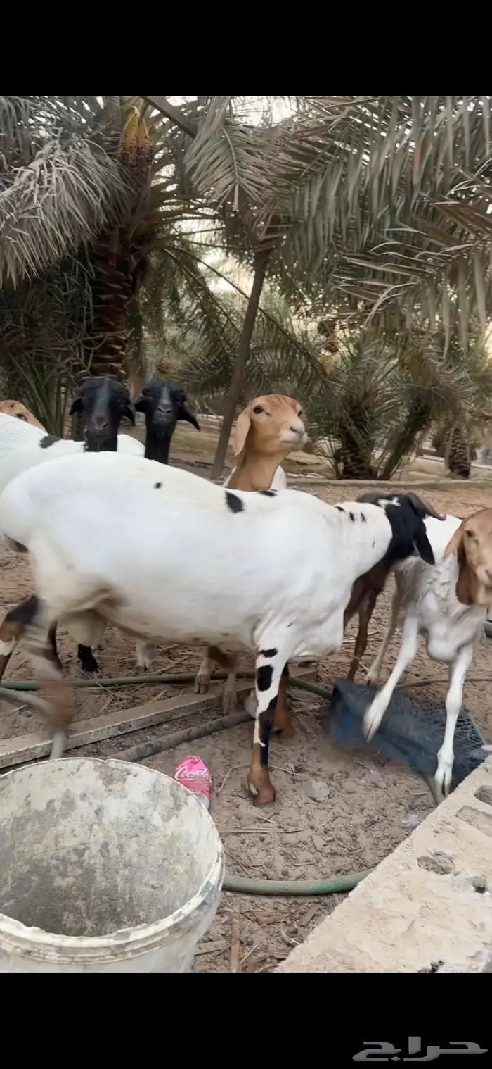 فحل بربري 0