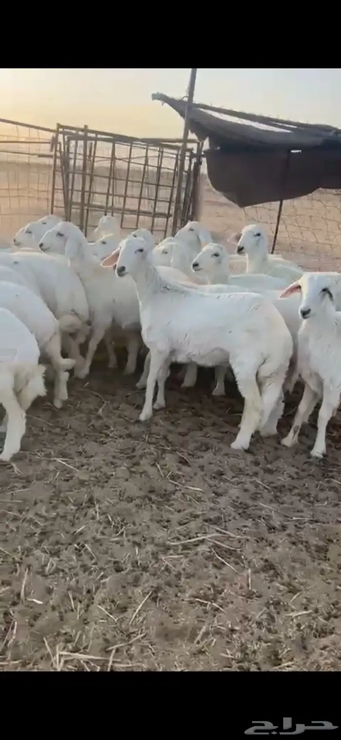 رخال حريات 1