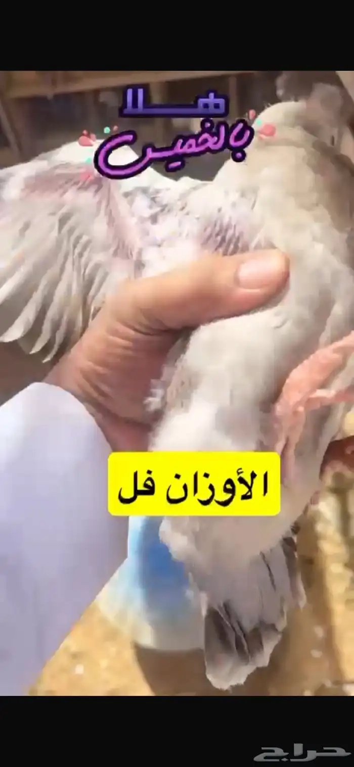حمام فرنسي لاحم سلفر 0