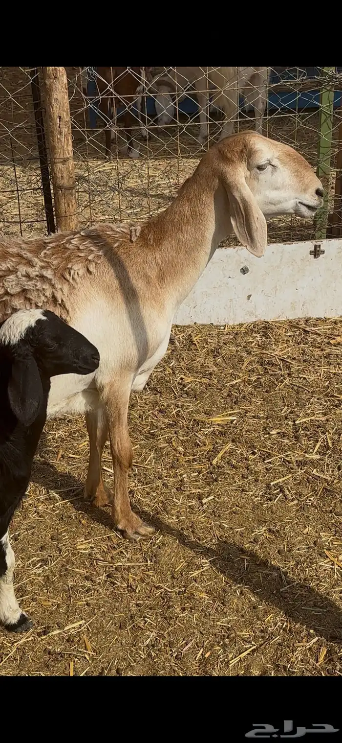 نعجه سواكنيه معه رخل 5