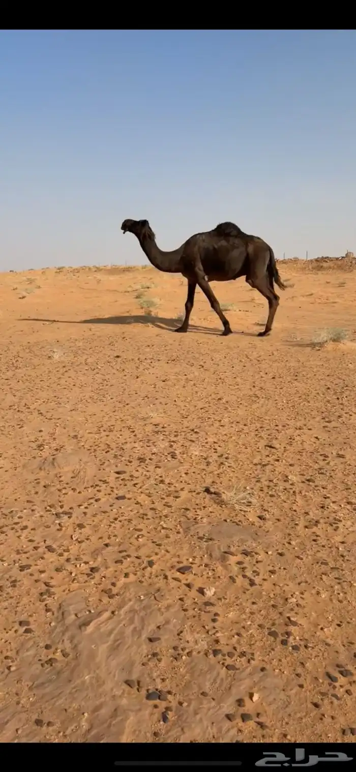 للبيع فحل مجهم كفو وطيب 0