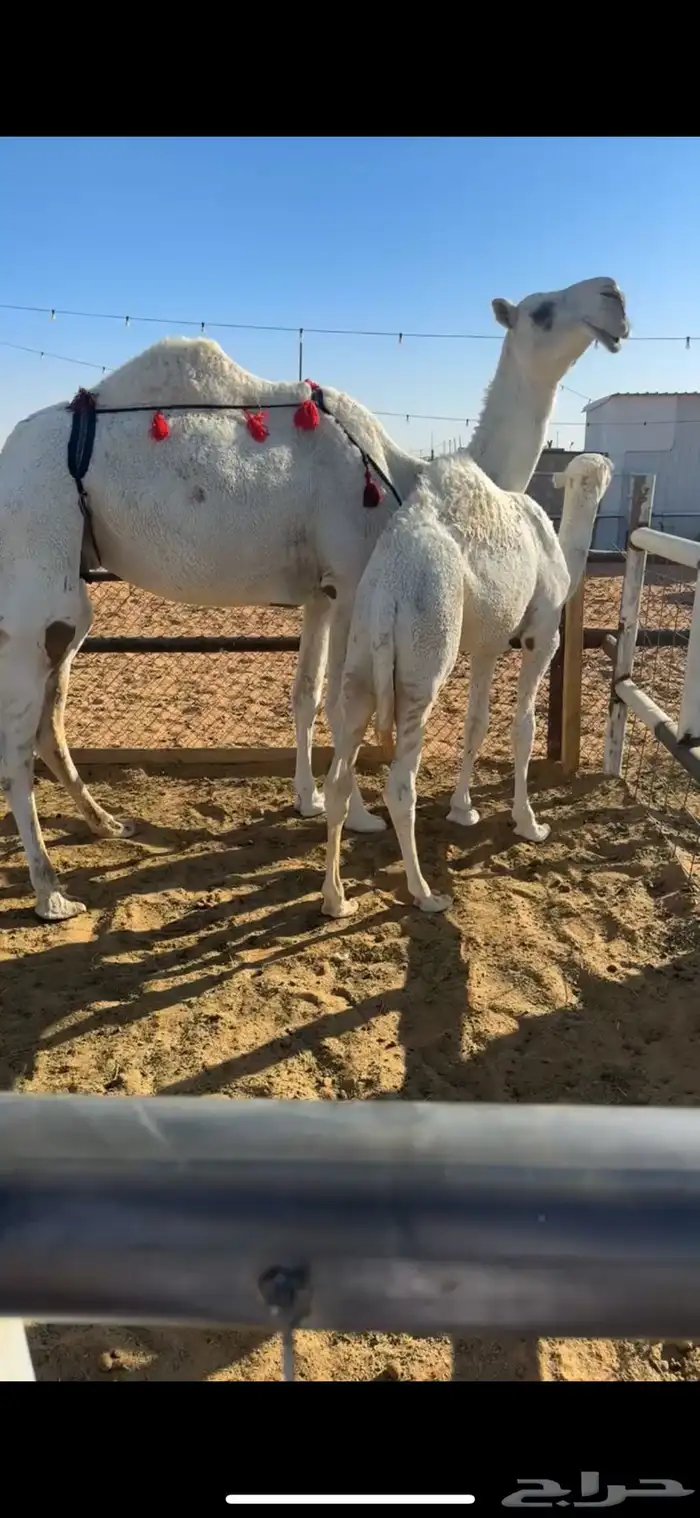 عشرا بكر على جميع الشروط 0