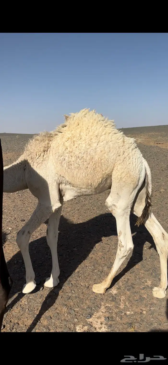 حشو 1