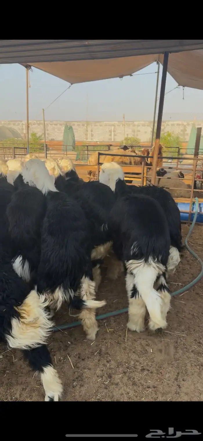 ذبايح نجدي فل جذعان نظيفة 0