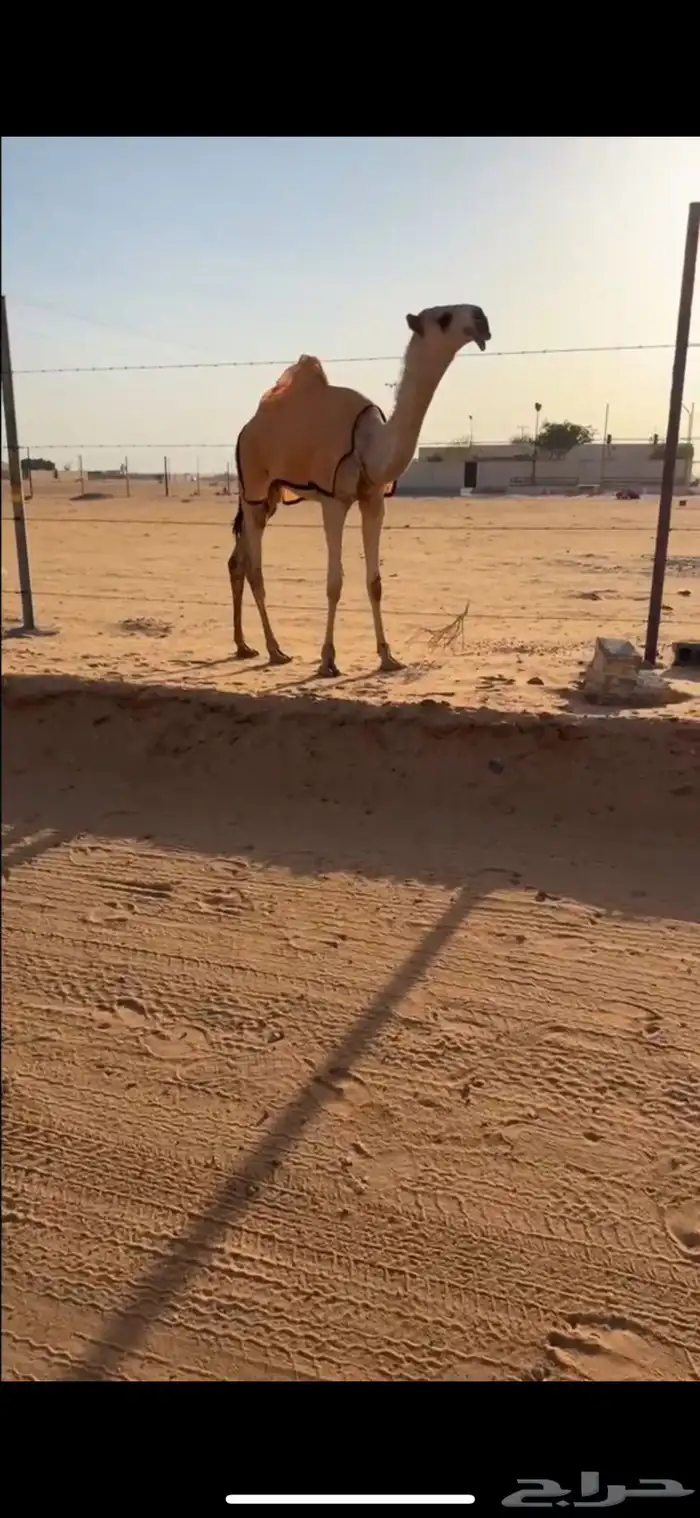 للبيع القعود الفردي 1