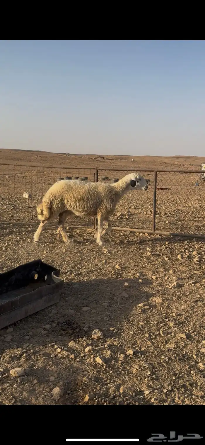 للبيع شاه كفوو 0