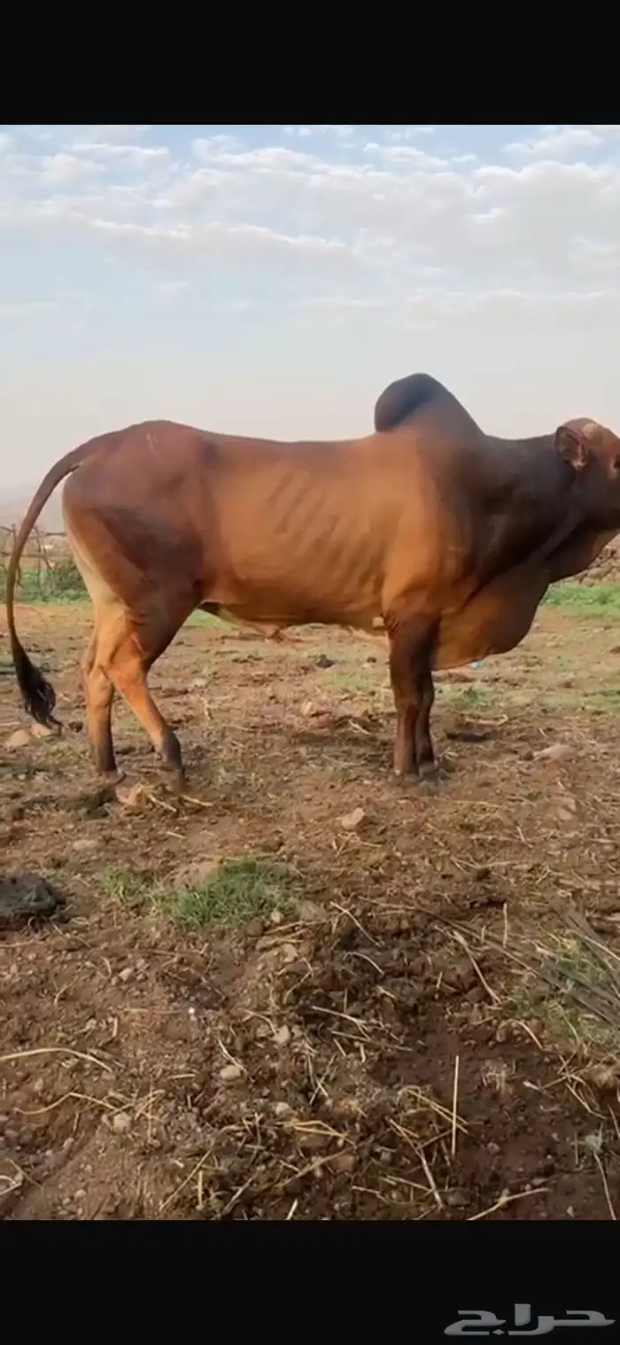 للبيع ثور فحل 1