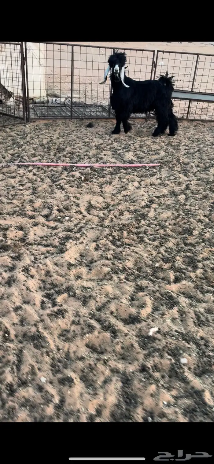 تيس جذع عارضي فحل 2