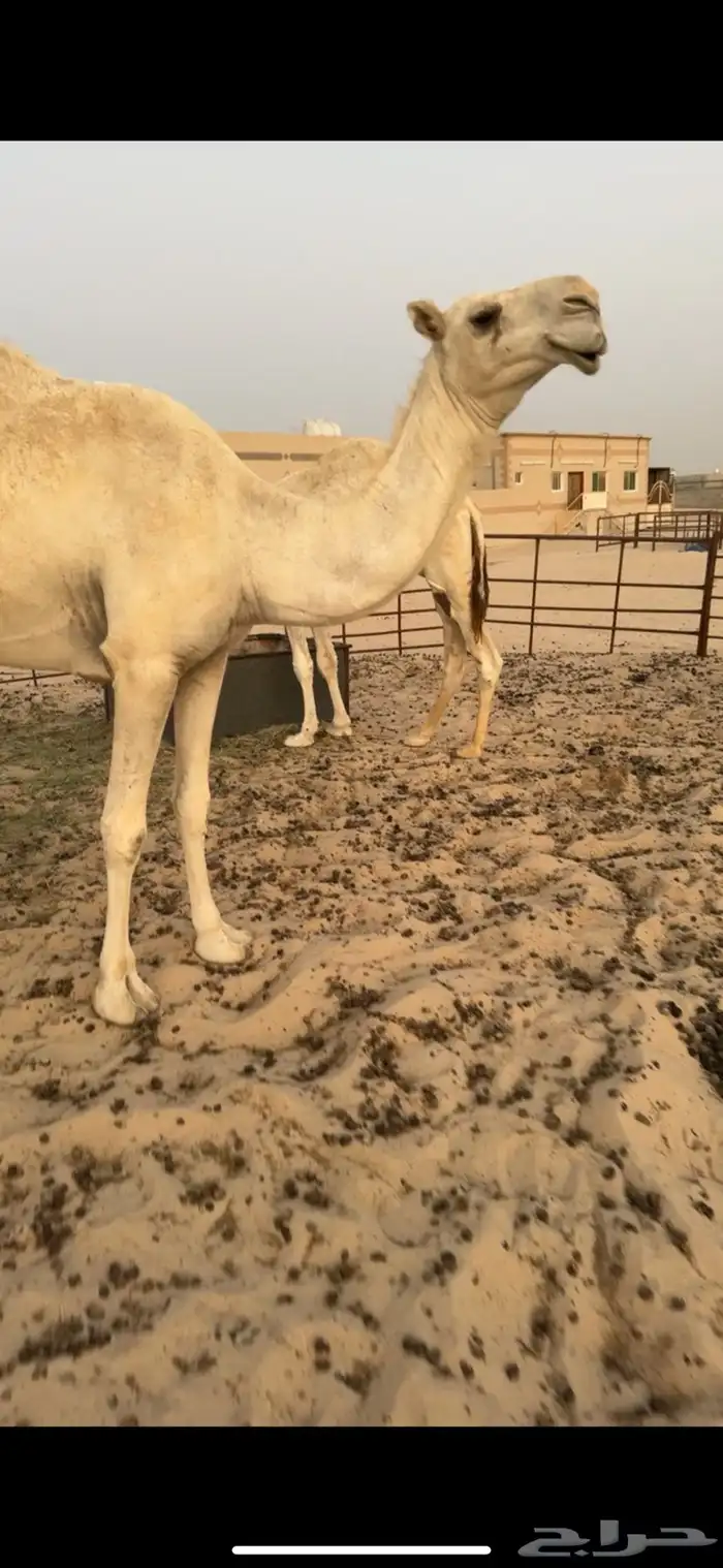 لقحة وضحا ثنية 2