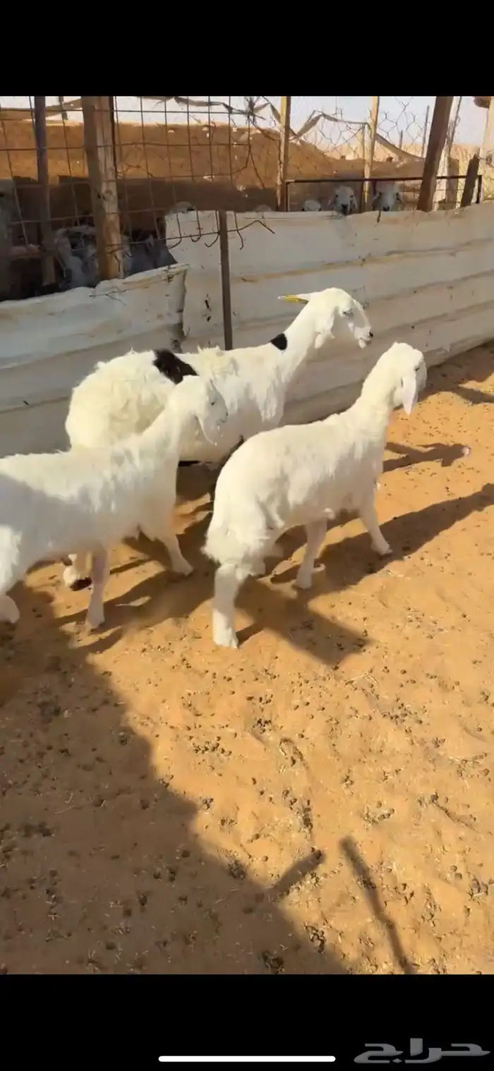 للبيع شاه تحتها 2 1