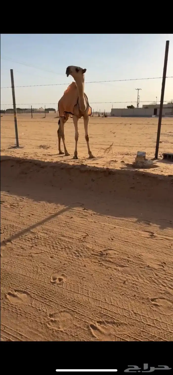 للبيع القعود الفردي 2