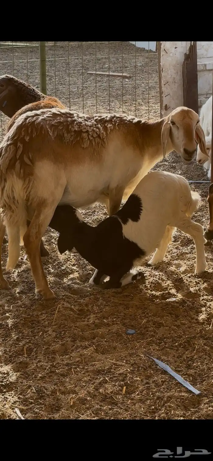 نعجه سواكنيه معه رخل 1