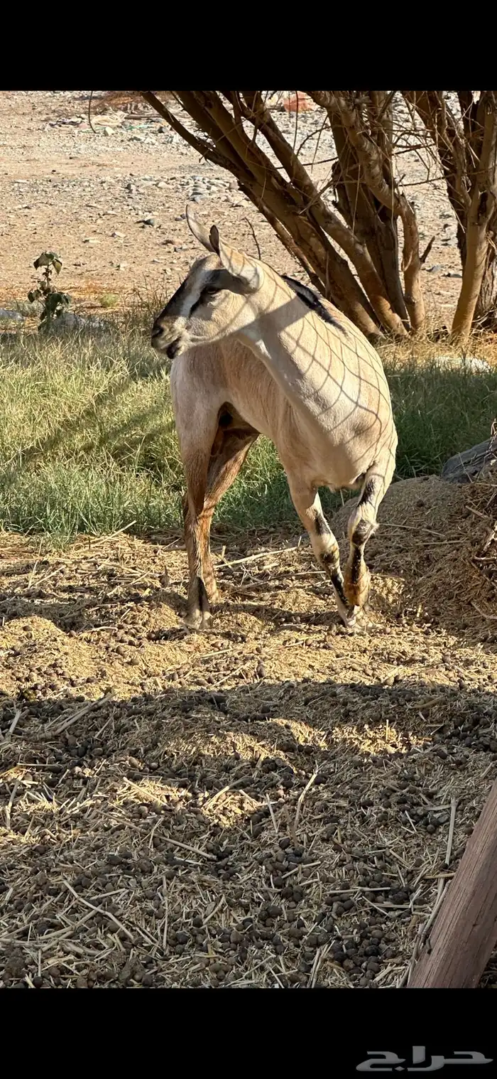 تيس ( صنف ) ماشالله جذع للبيع 2