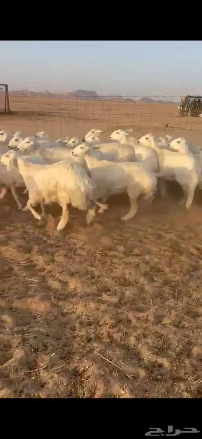 رخال حريات 4