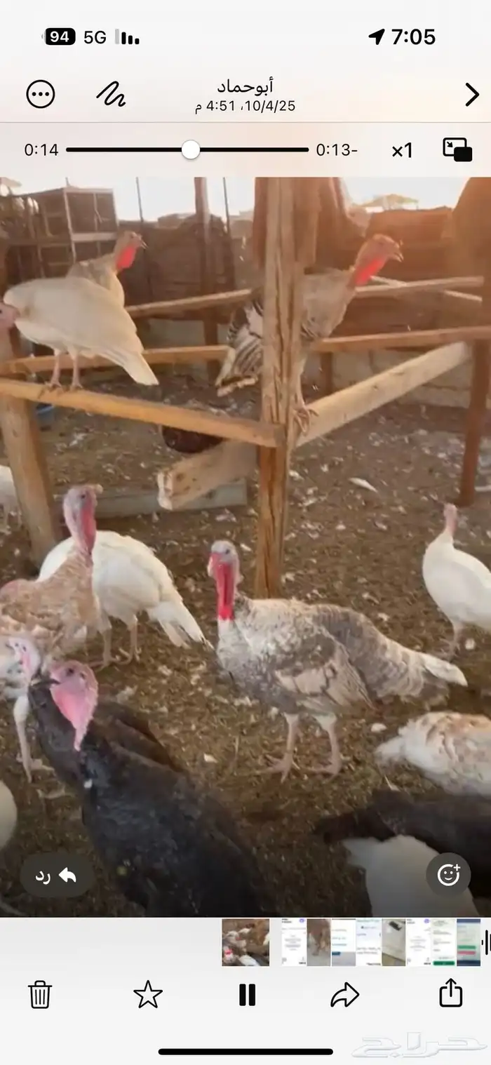 للبيع دجاج رومي وديكه 0