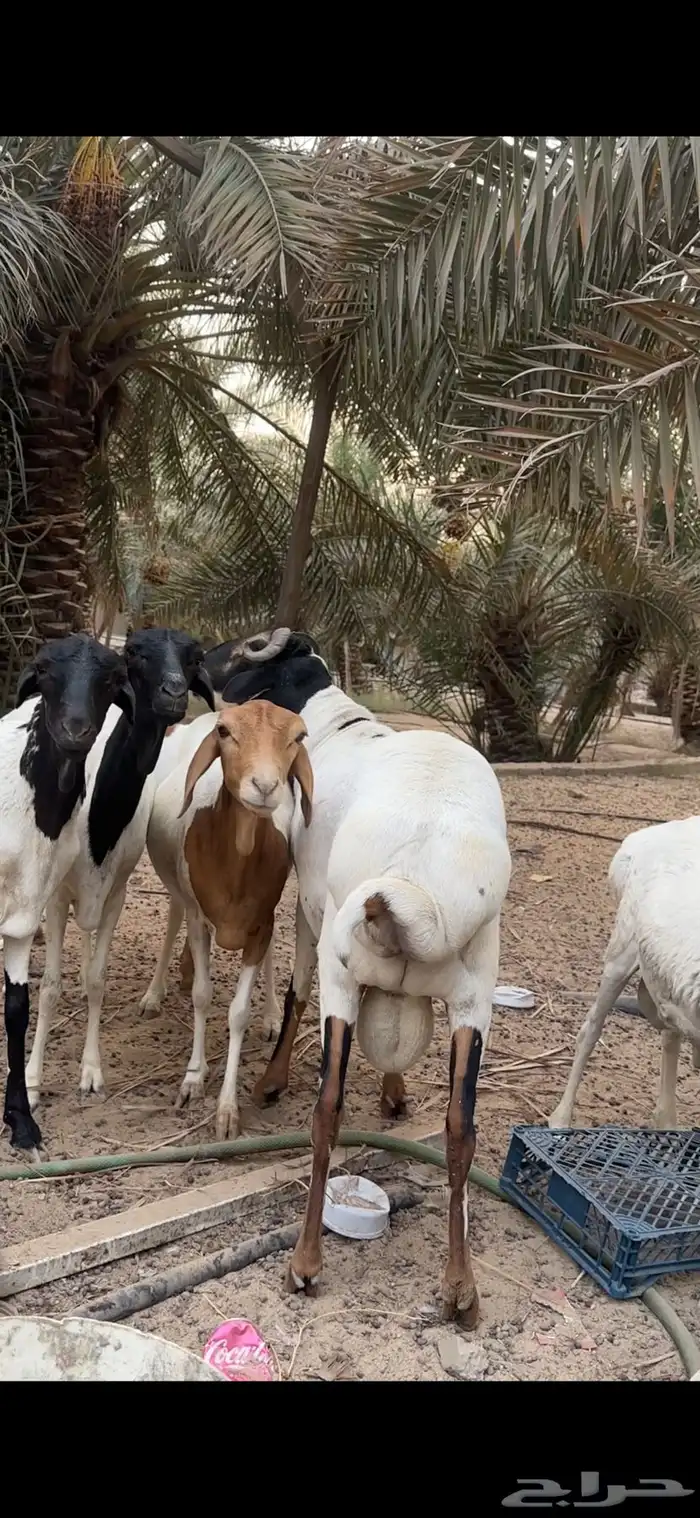 فحل بربري 1