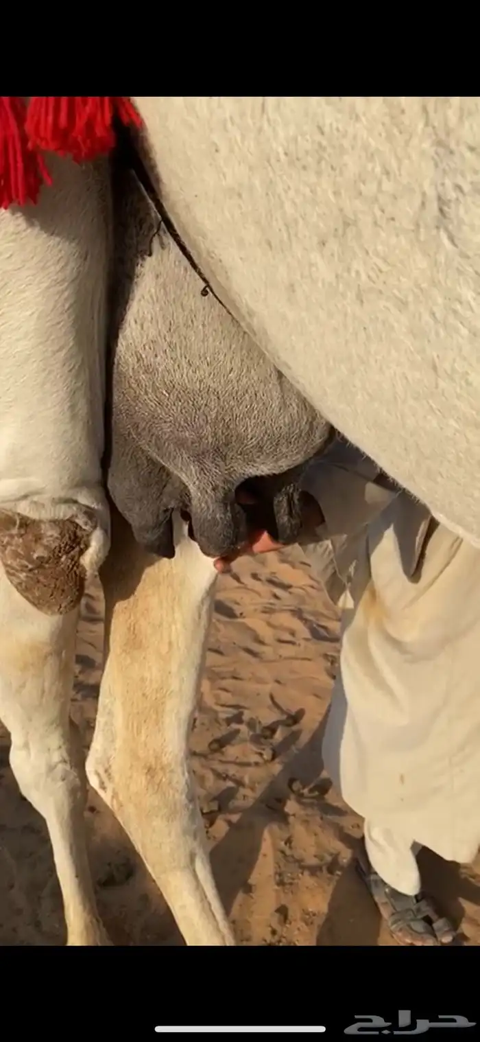 عشرا وضحا باتليه كفو حدرها بكره ع ولد الاهدب 3