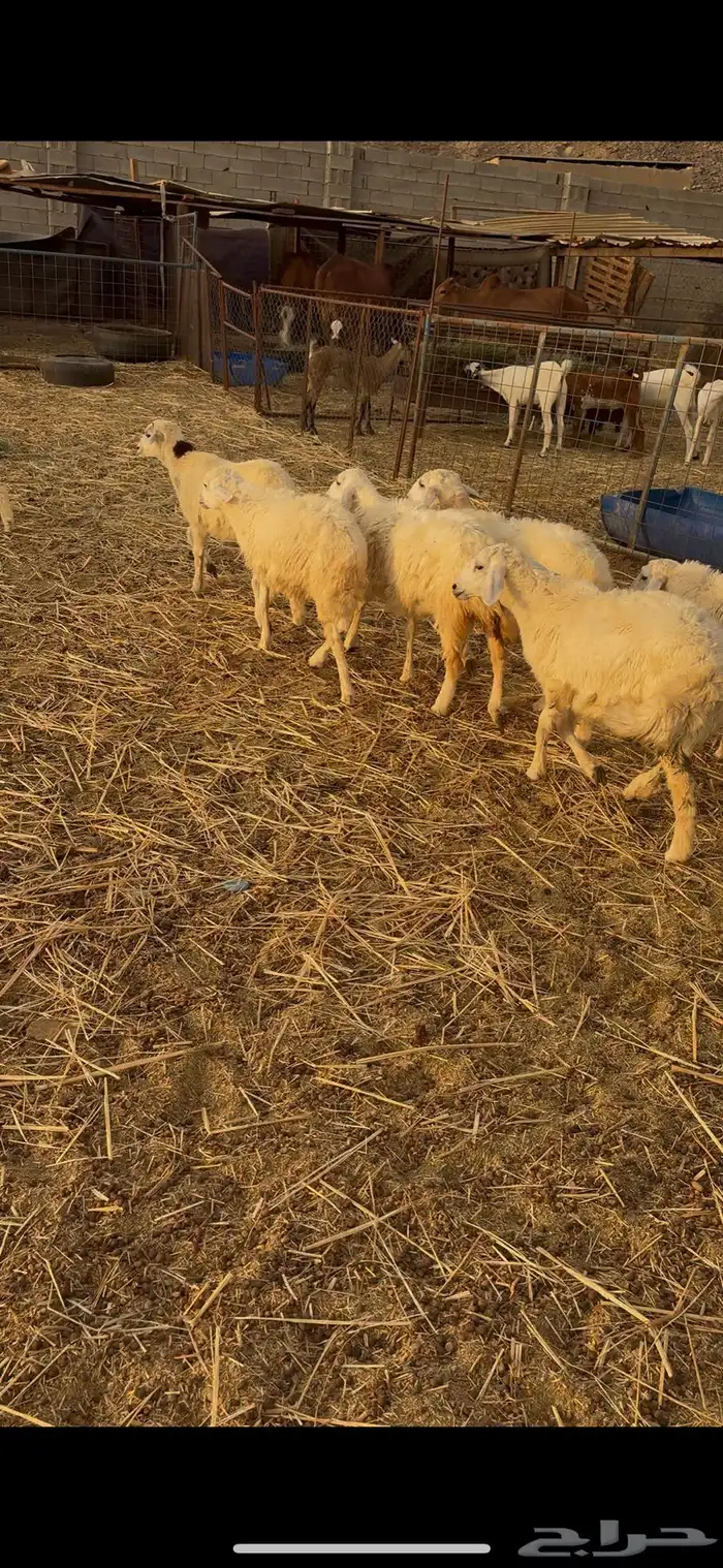 طليان ورخال حري 1