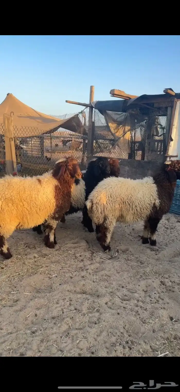 خرفاننن نعيم 2