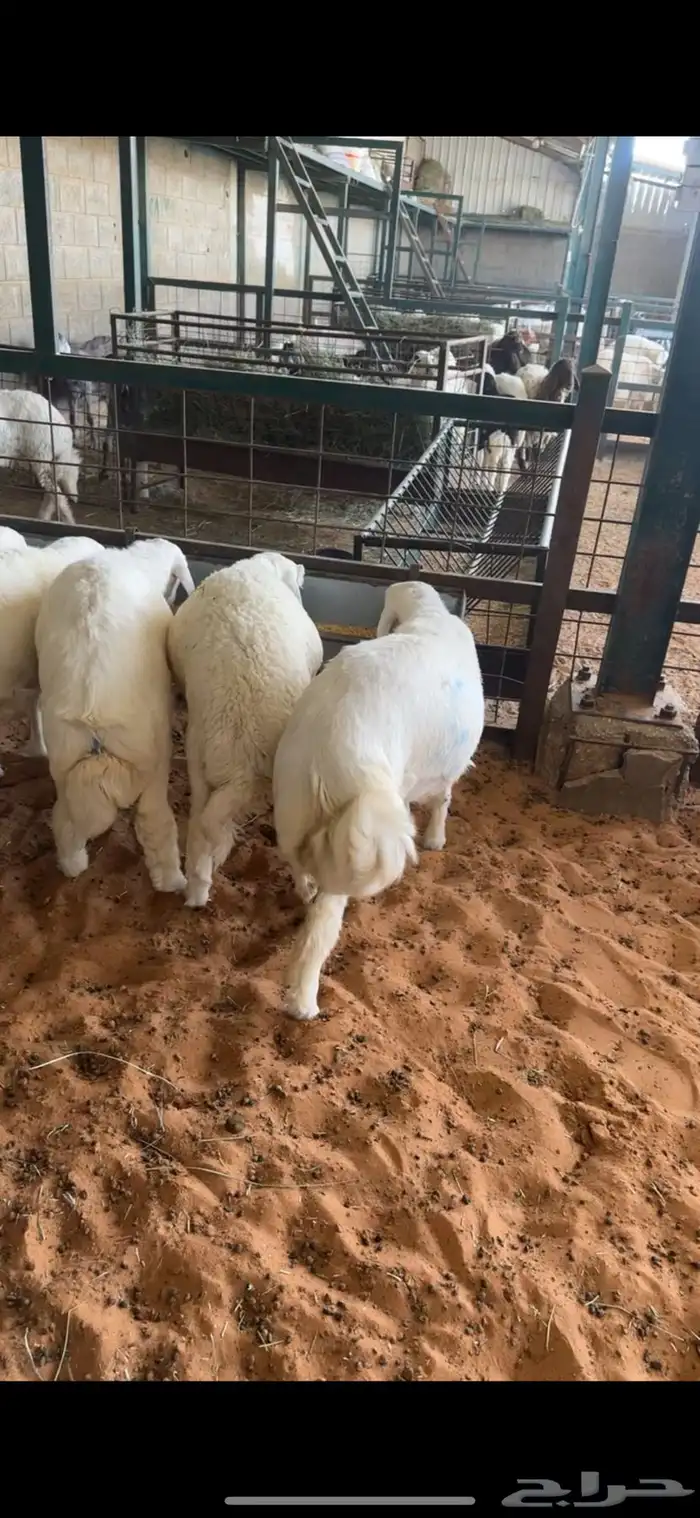 طليان ذبايح حريه 0