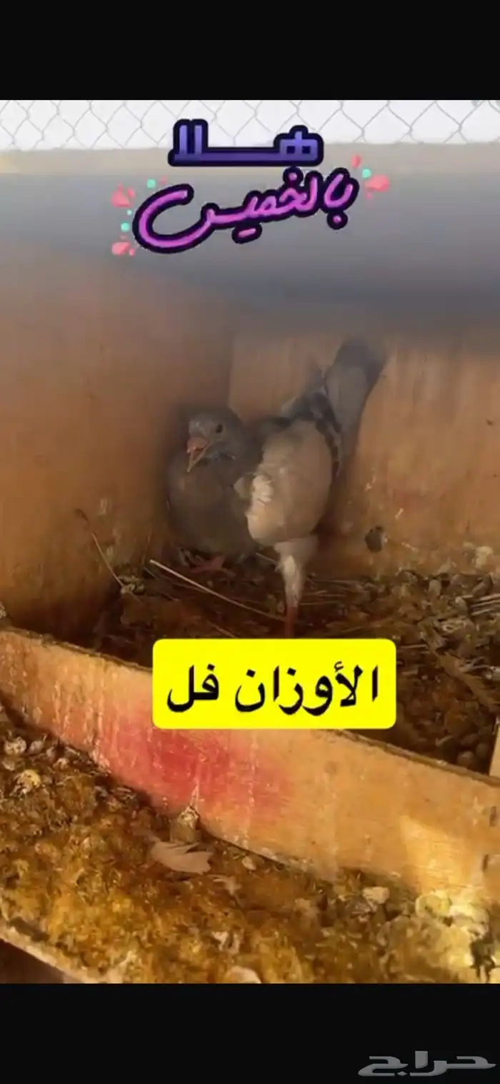 حمام فرنسي لاحم سلفر 18