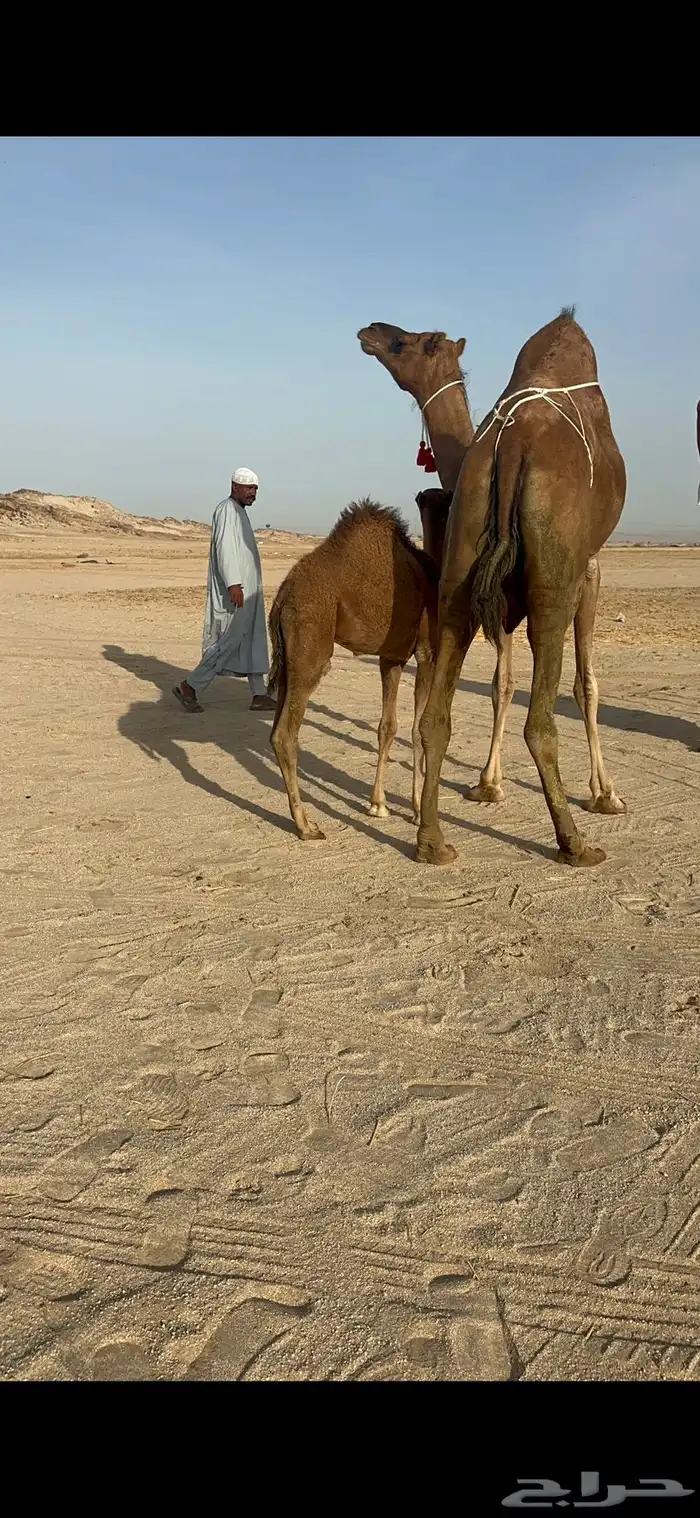 خلفة ساحلية مصغر حمراء 6