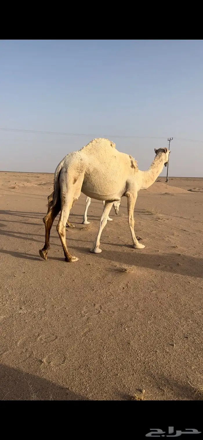 جذعه ضروبه وضحا البيع 0