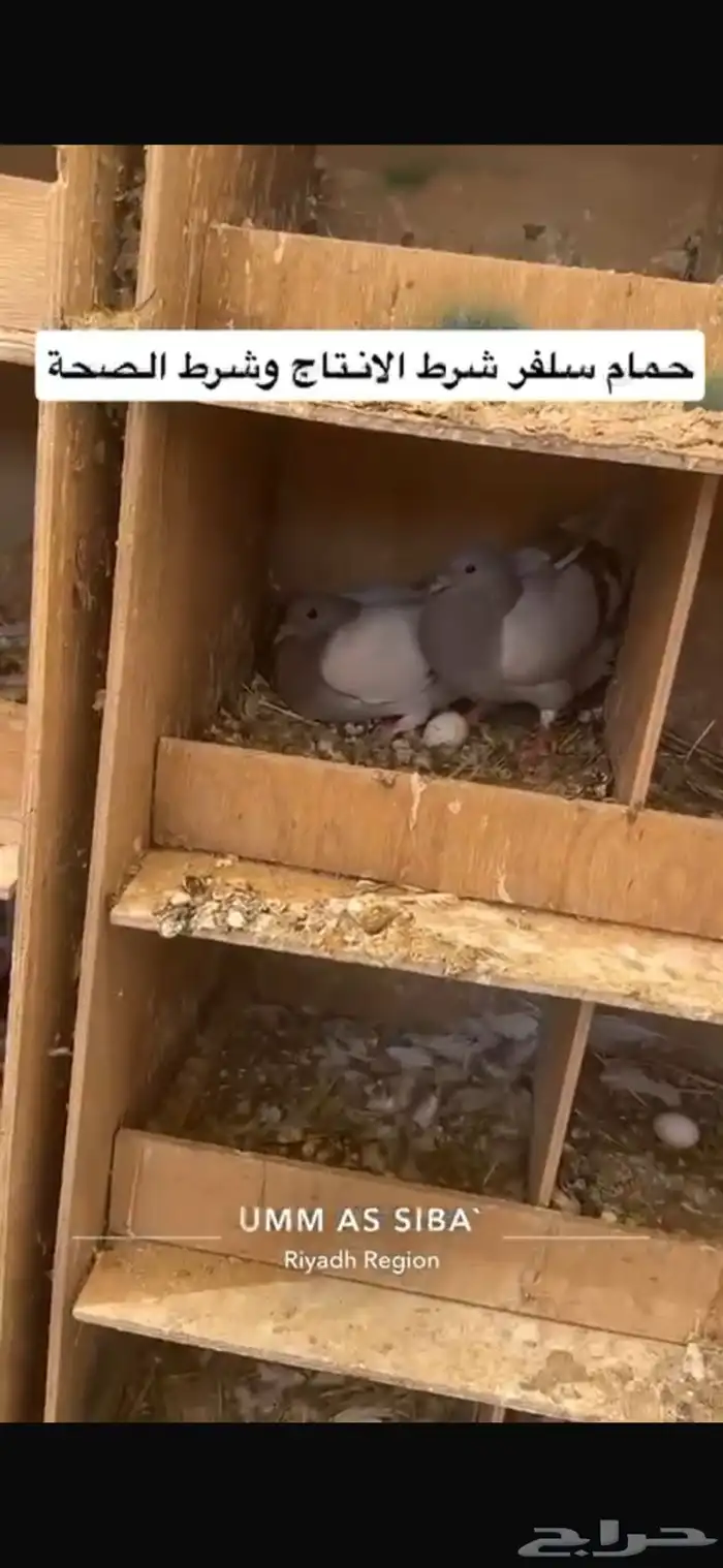 حمام فرنسي لاحم سلفر 9
