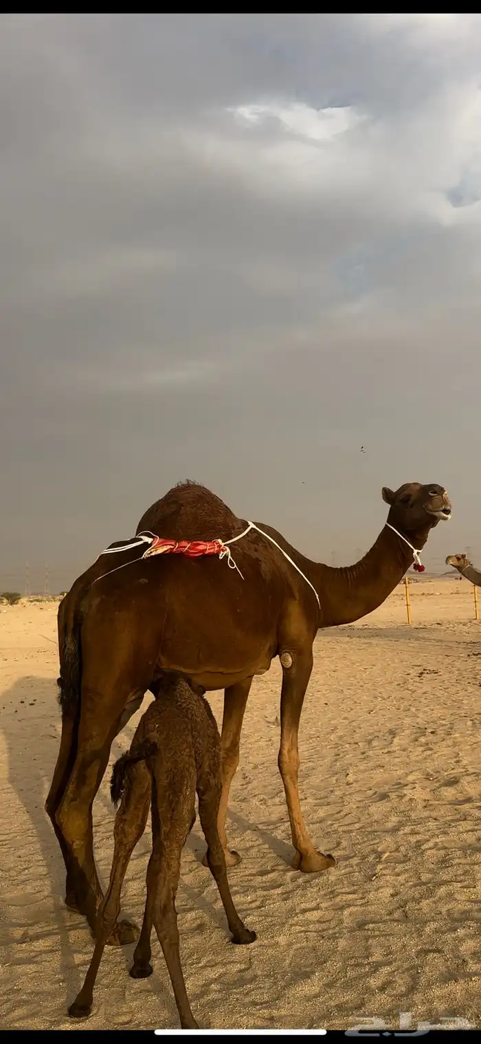 خلفه حمرا دم تحتها بكره مصغر 5