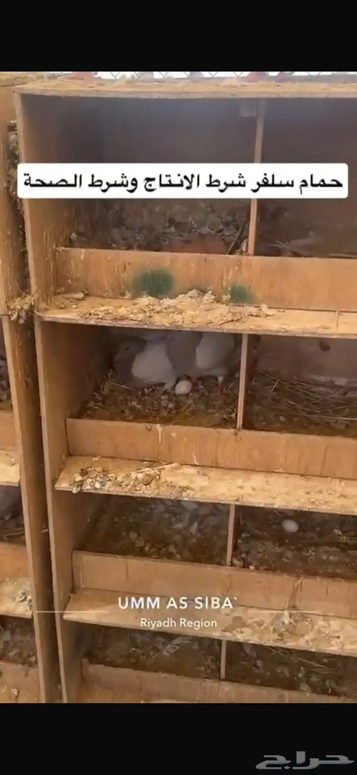 حمام فرنسي لاحم سلفر 7
