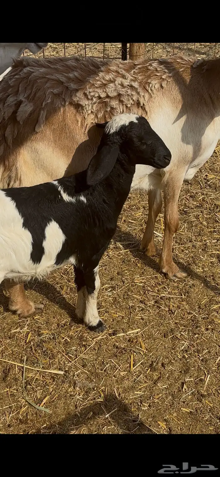 نعجه سواكنيه معه رخل 4