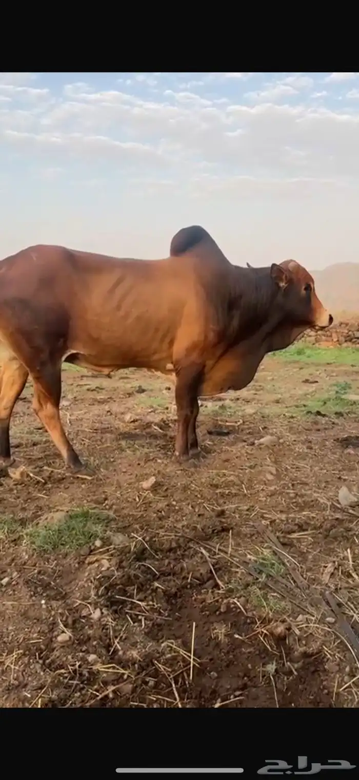 للبيع ثور فحل 0
