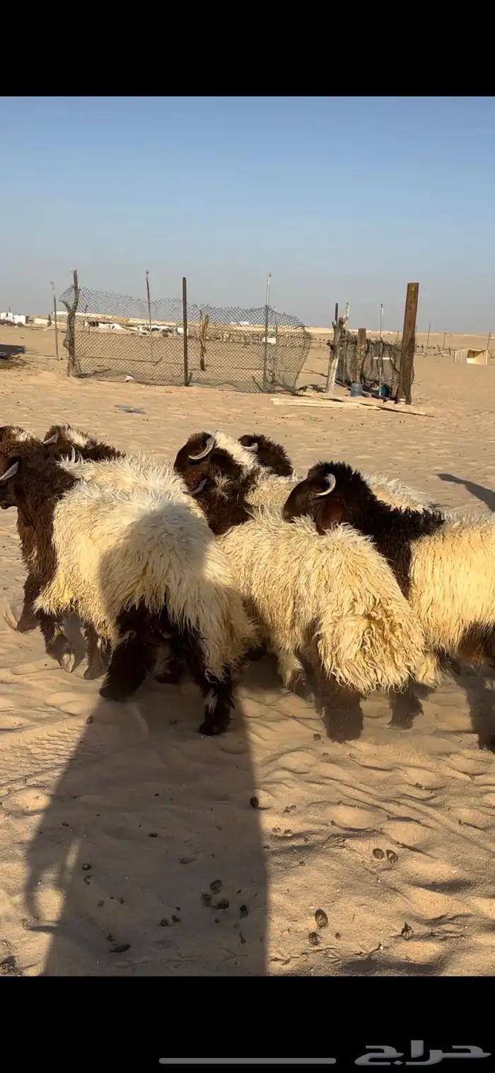 خرفاننن نعيم 0