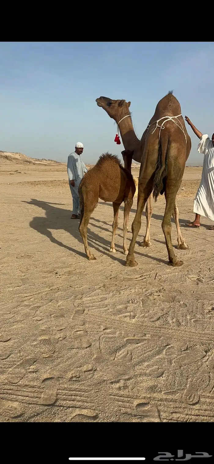 خلفة ساحلية مصغر حمراء 5