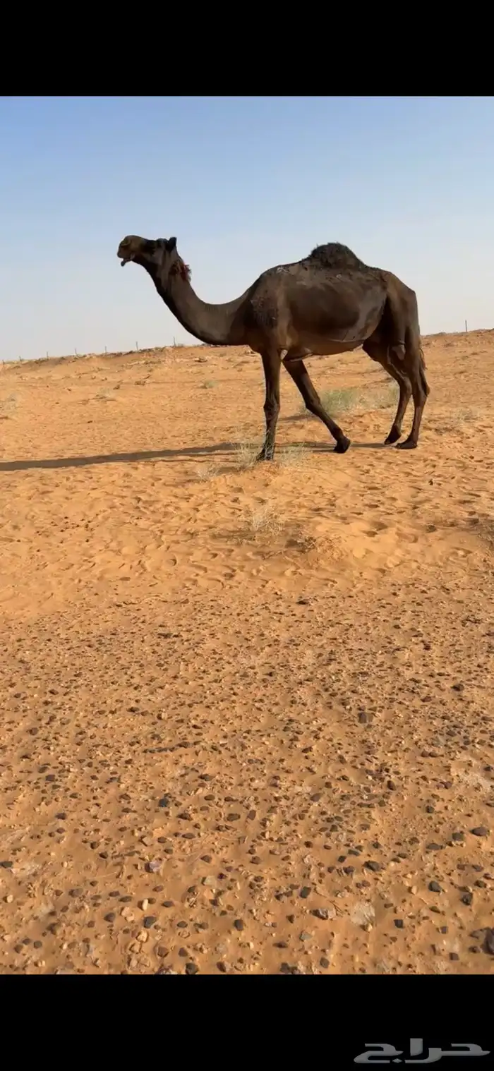 للبيع فحل مجهم كفو وطيب 1