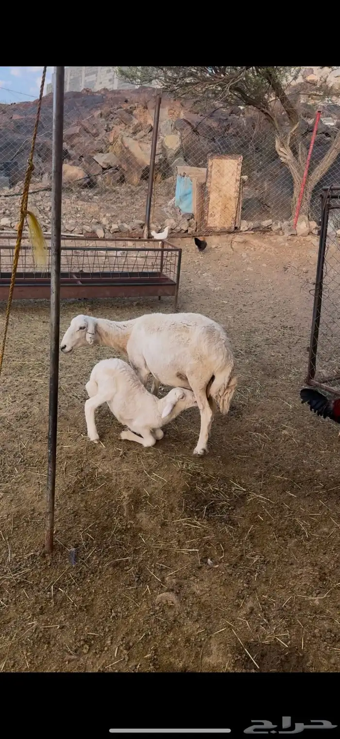 شاه عليها طلي 0