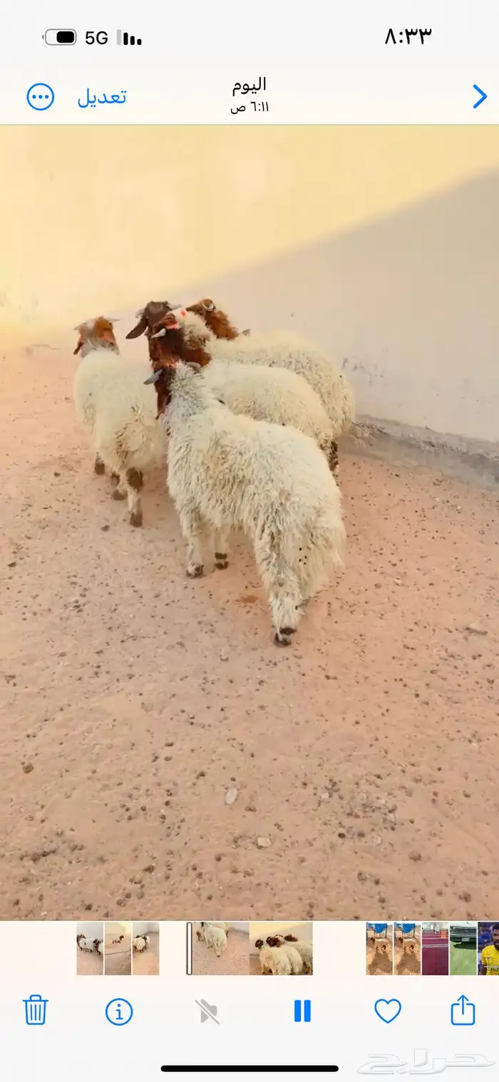 طليان نعيم الريآض حي الشفآء آي مكان نوصل فيه ذبح باقي آثنين 1