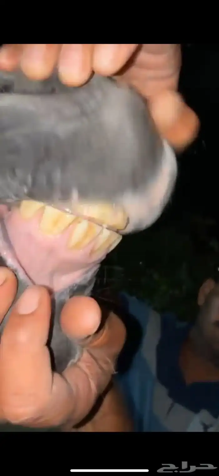 فرس جمال منتجه و تحتها مهرة 22