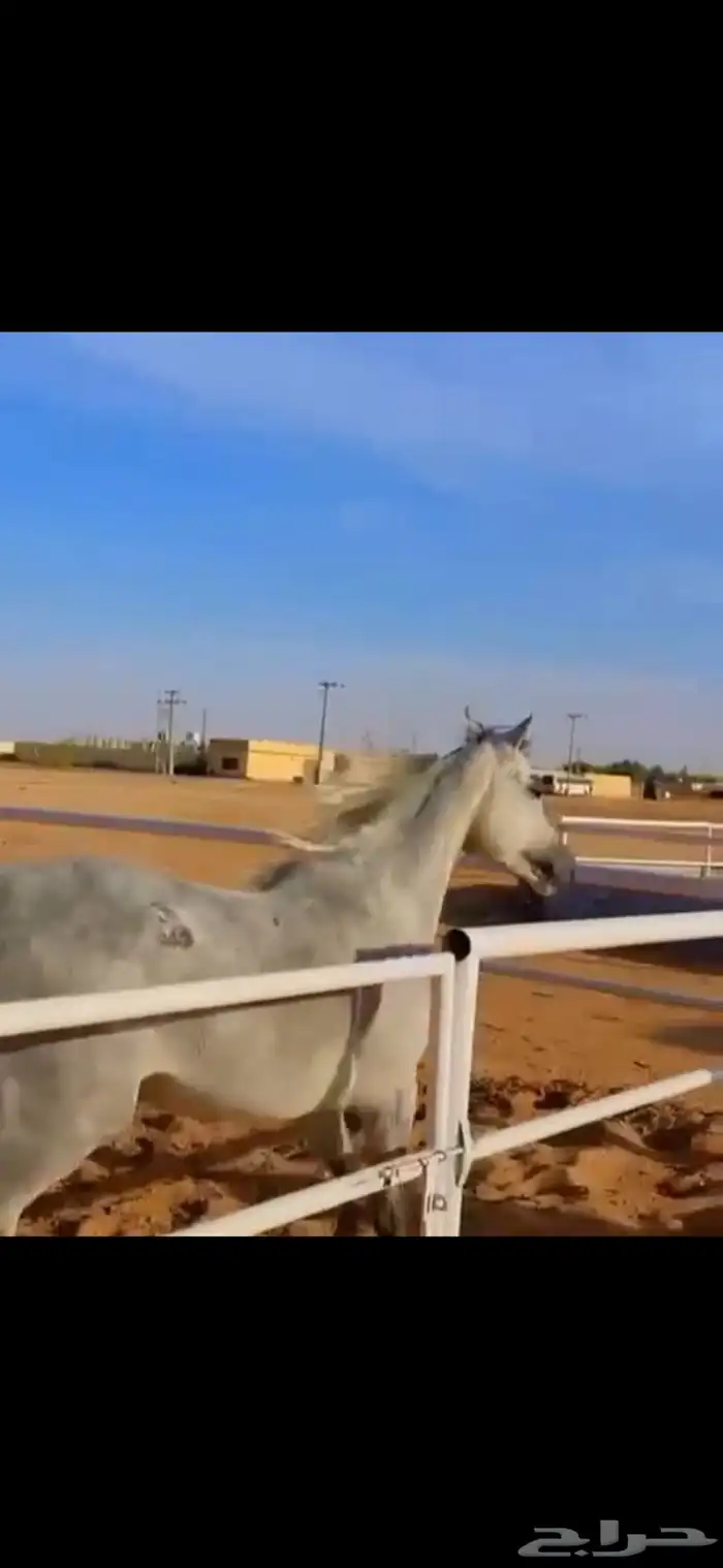 فرس جمال منتجه و تحتها مهرة 7