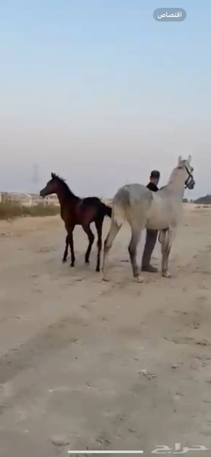 فرس جمال منتجه و تحتها مهرة 9