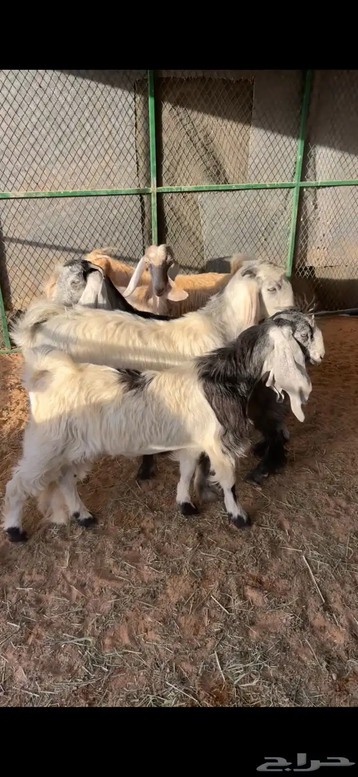 جفار طيبه 1