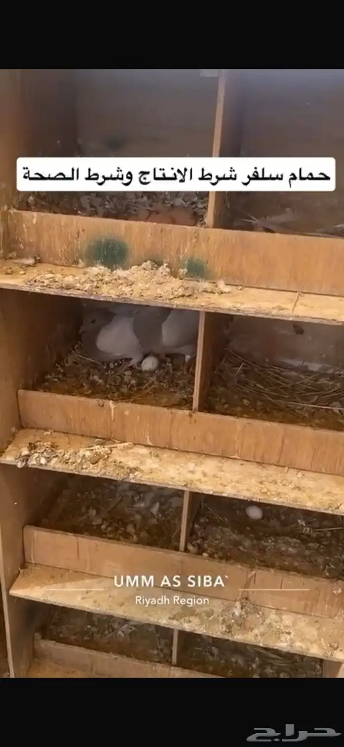 حمام فرنسي لاحم سلفر 8