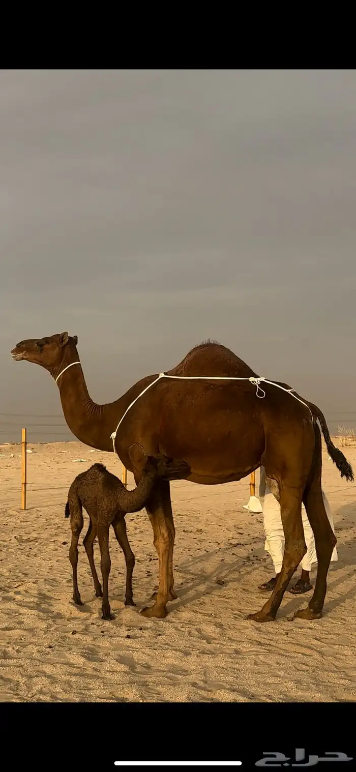 خلفه حمرا دم تحتها بكره مصغر 0