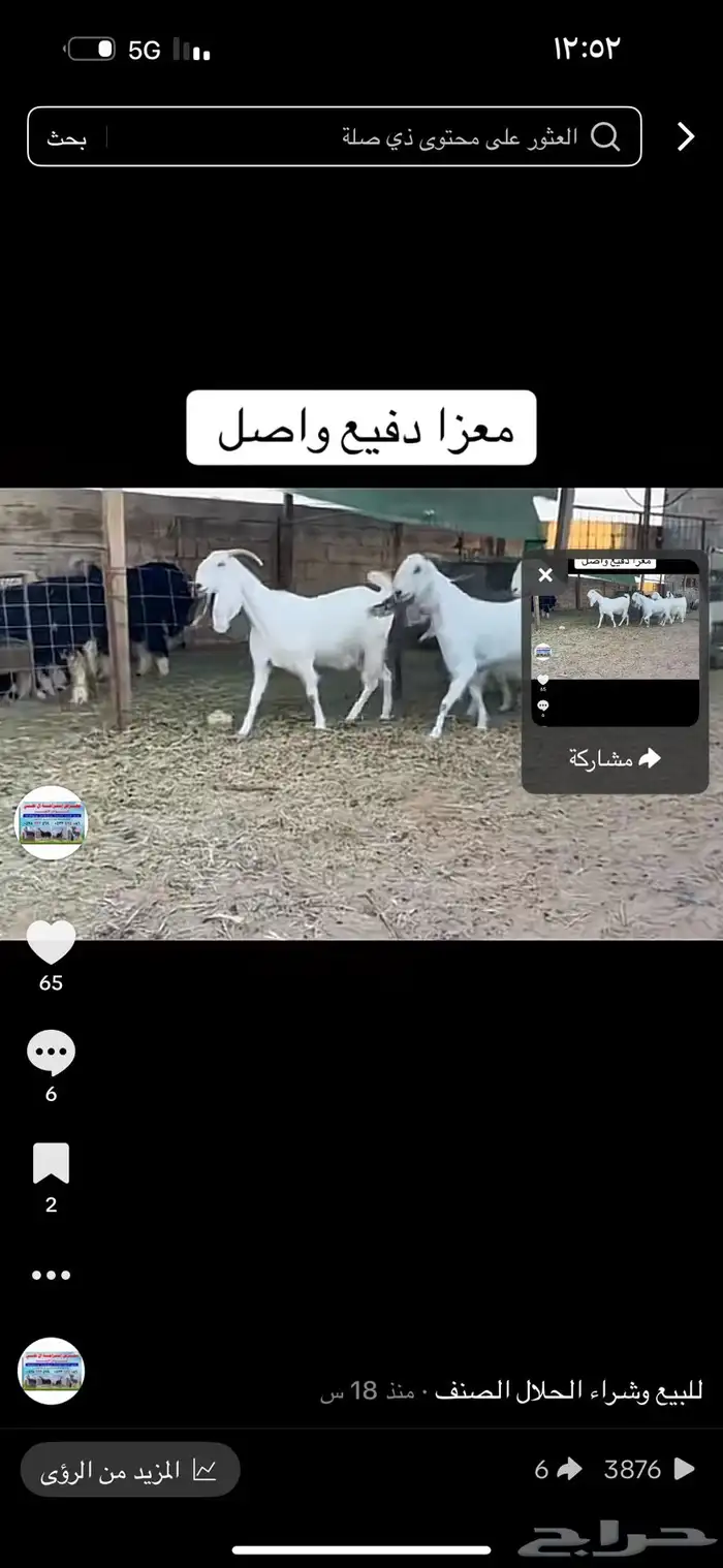 عرض بيع معزاء دفيع واصل 0