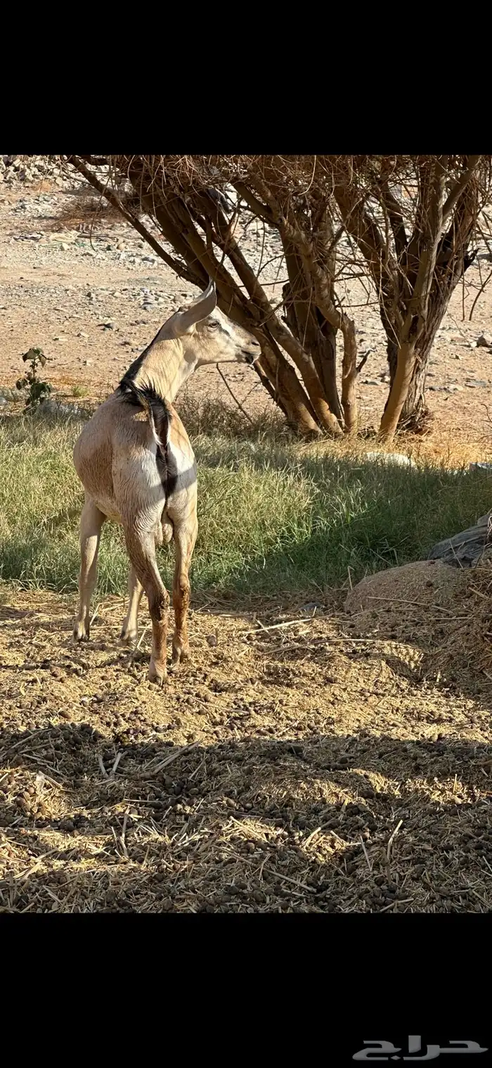 تيس ( صنف ) ماشالله جذع للبيع 0