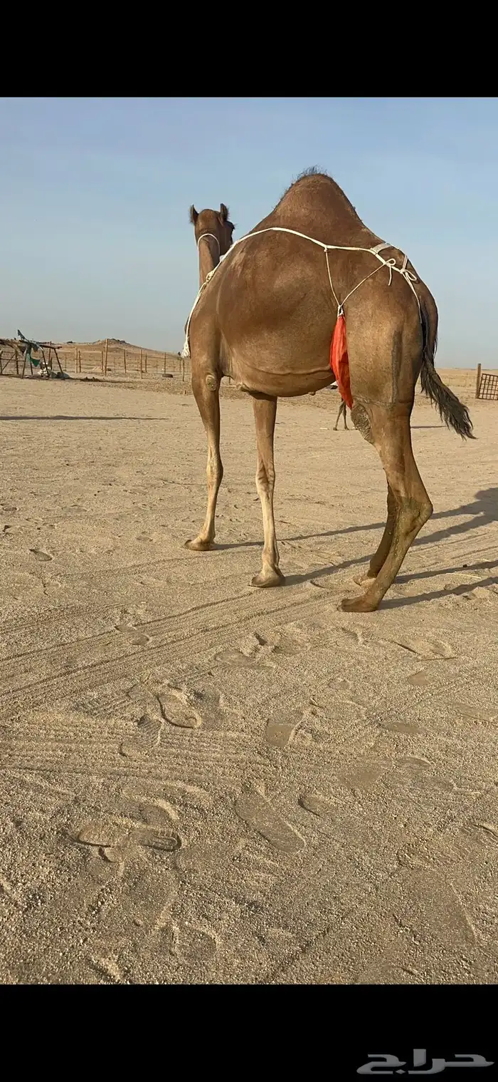 خلفة ساحلية مصغر حمراء 1